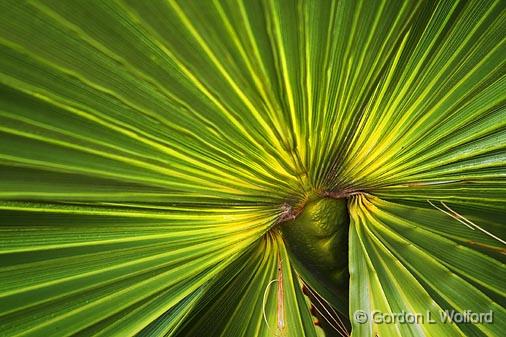 Palmetto Frond Closeup_28059.jpg - Photographed near Port Lavaca, Texas, USA.
